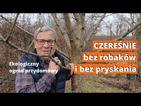 Czereśnie bez robaków. Sprawdź 3 odmiany, które nie mają robaczywych owoców. Ogród ekologiczny.
