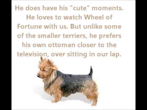 Australian Terrier