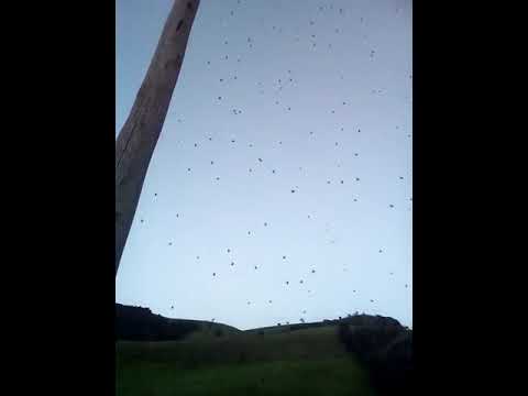 Spiders Rain Down From Sky Video