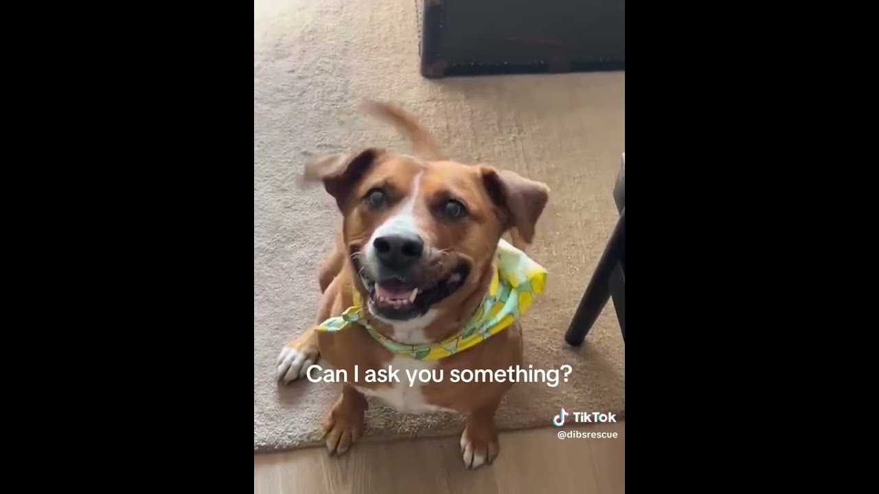 Enlarge Felice, a Adoptable mixed breed in Smiths Falls, ON video 6/6