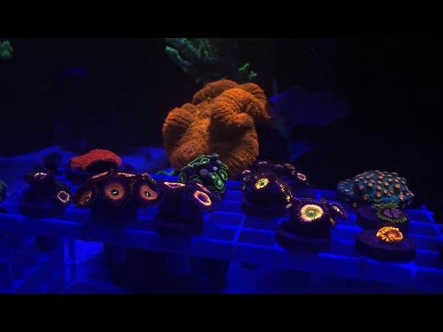 SCA 120 Gallon Reef Tank | Ep.29 | Filling in the Scape - First Zoas & Palys - Lazy's Frag house