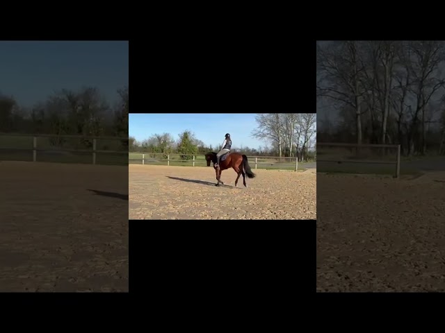 Jument selle fran&ccedil;ais 6 ans