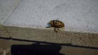 セミの幼虫がただ歩いてるだけの動画に音楽足してみた