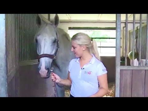 download lagu mp3 mp4 Loose Box Horse, download lagu Loose Box Horse gratis, unduh video klip Loose Box Horse
