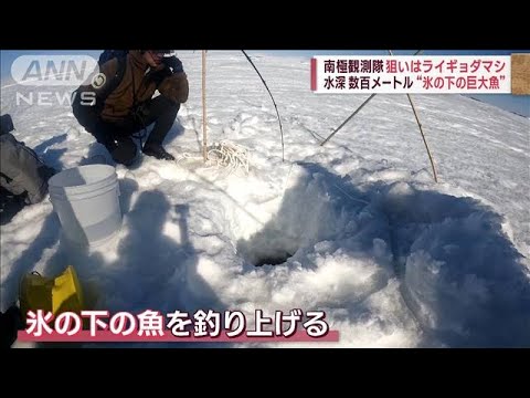 南極:これは研究者が氷の下500メートルで発見したものです
