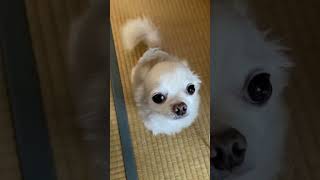 可愛いチワワと猫 very cute chihuahua and cat #shorts