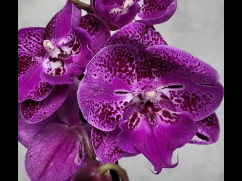 4.РОСКОШНЫЙ завоз ОРХИДЕЙ в ОСА (телеграм-канал Орхозакупки Самары).