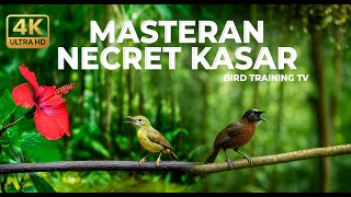 Download lagu 🔴 Tepus Kepala Abu Gacor Panjang vs Kolibri Manggar Betina Gacor Necret Masteran Terbaik Murai Batu mp3