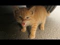 Little Kitten Hissing Because Afraid Of Me