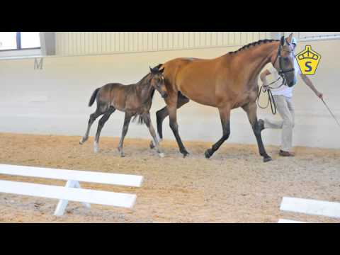 SWB Elitfölauktion 2015 - 5. Fantastic Fenix e. Favorit Ask - Akribori