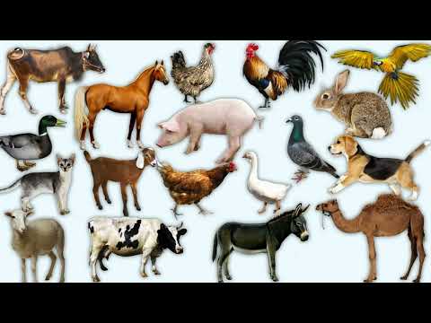 Minik Dualar Grubu - Hayvanlara dua