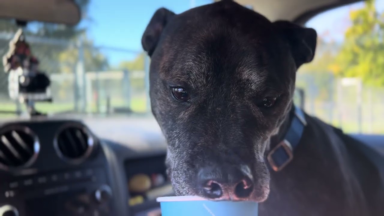 Enlarge Romeo, a Adoptable mixed breed in Quincy, MI video 4/4