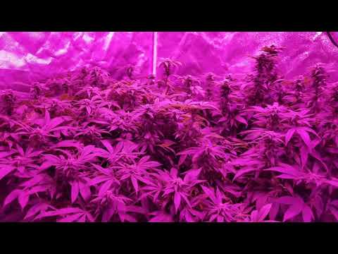 Basement Grow Josh D. OG Kush 2 of 3  6 week into flowering