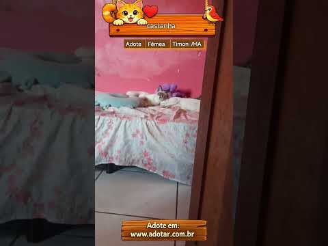 Vídeo de castanha 
