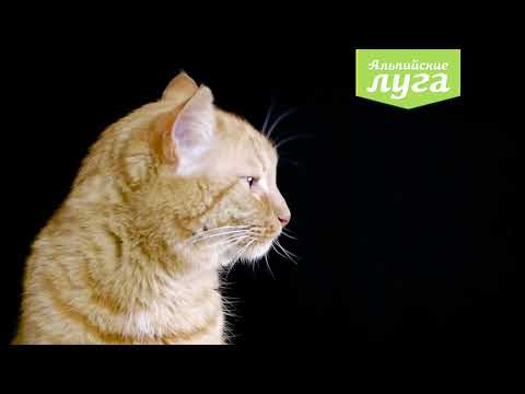 Травка для кошек и котов Альпийские луга '7 трав'