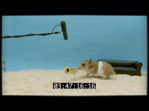 Gustav's Clever Hamster Audition
