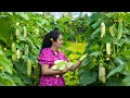 Who Will Disfavour Cucumber If Made In All Sweet Spicy Milky Ways Poorna The Nature Girl