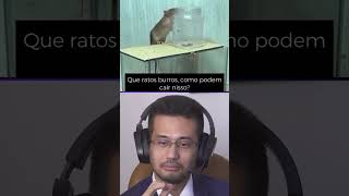 COMO TEM GENTE QUE AINDA CAI NISSO?! #cortesmbl #lula #kimkataguiri #mbl