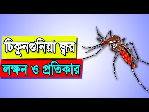 How To Recover Chikungunya Virus | Chikungunya Symptoms And Remedies | Bangla Health Tips