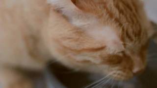 Max Richter - Sunlight