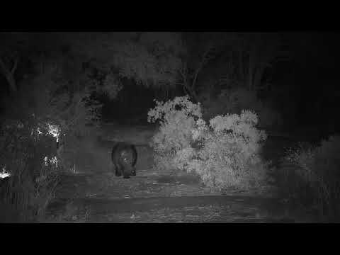 Djuma: Two Hippos seem to be bothered by something by dam wall  - 20:47 - 09/24/19