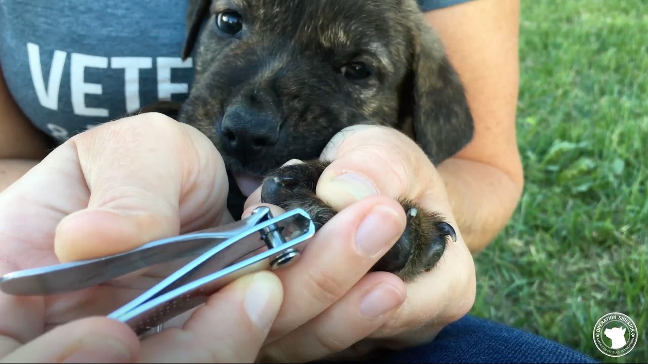 How to Trim Puppy Nails