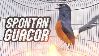 Download lagu Murai Batu GACOR NRETEK TARUNG Melatih Fighter murai BONGKAR ISIAN mp3 Download lagu Murai Batu GACOR NRETEK TARUNG Melatih Fighter murai BONGKAR ISIAN mp3