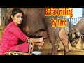 Buffalo Milking By Hand Village Life Vlogs