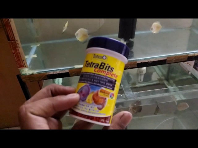 | DISCUS FISH | FEEDING | TETRABITS | EASY WAY|