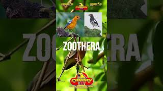 Download lagu Mengapa Burung Gagak dan Gagak Oriental Begitu Mirip? Fakta Ilmiah dan Misteri ... mp3