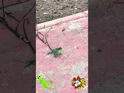 FREQUENTADOR MAIS BONITO DA PISTA DE CAMINHADA