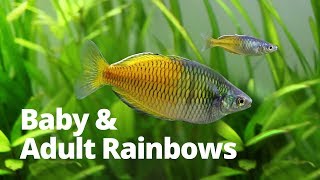 Adult &amp; Baby Bosemani Rainbow fish