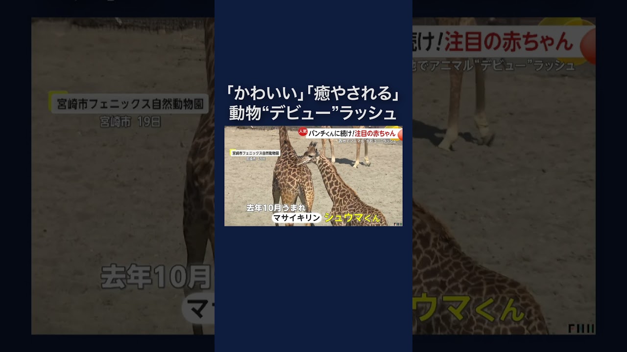 サモエド・ペンギン・キリンも…動物赤ちゃんデビュー相次ぐ #shorts