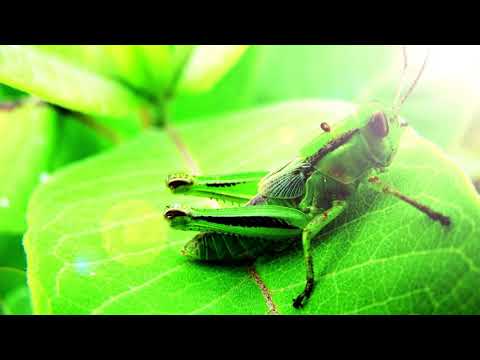 Sonido De Grillos - Para Dormir o Meditar