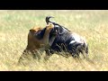 Lion Takes Down Wildebeest 4K UHD Dynasties BBC Earth