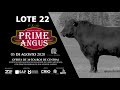 LOTE 22 BLACK OPAL TE918 PORTERHOUSE Prod Agência El Campo