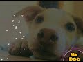 Dog Whatsapp Status Tami
