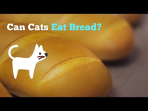 Can Cats Eat Bread | How Good Is This Food for Your Kitten
