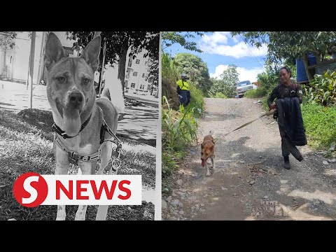 'Goodbye Cico': Dog who set out on 100km MCO journey home with Sabah man dies in hit-and-run