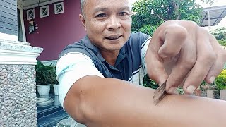 Download lagu Rahasia ilmu kebal dengan silet yg langsung bisa dipraktekkan. Hati hati penipuan!! mp3