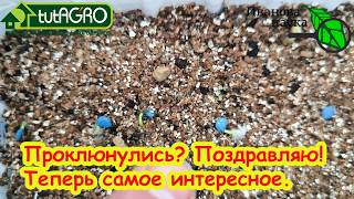 ПЕРЦЫ проклюнулись! Срочно сделайте ЭТО, чтобы не загубить рассаду. Что надо 