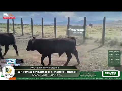 19-02-26 - 291º Remate por Internet de Monasterio Tattersall - Coronel Suarez, Bs.As.
