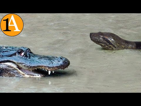 Anakonda erledigt Alligatoren