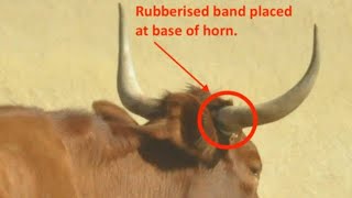How to dehorn a cattle with Rubber Ring || dehorning with Rubber band || dehorning with elastic ring