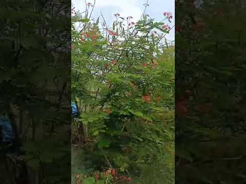 Walkthrough Walkthrough