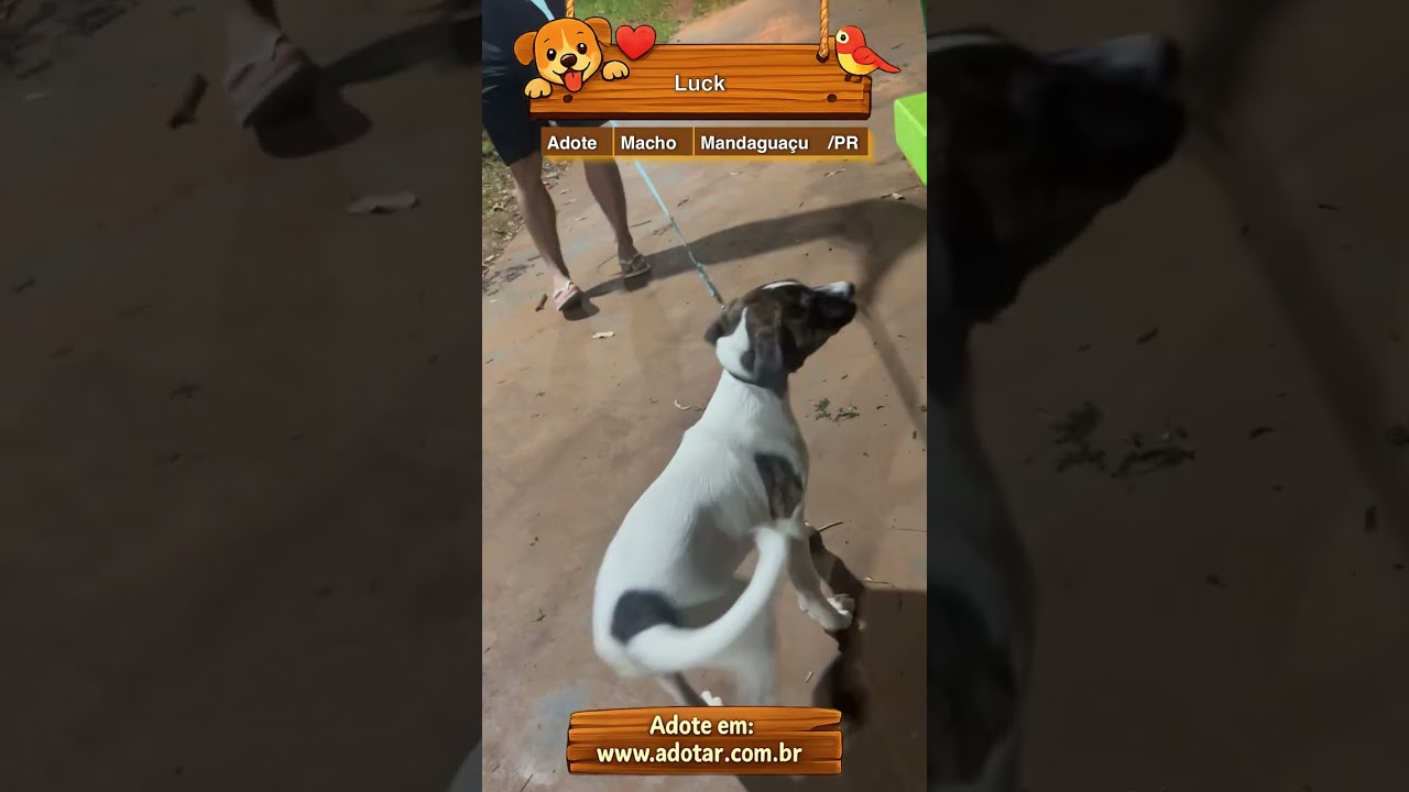 Cachorro raça SRD-ViraLata idade 2 a 6 meses nome Luck
