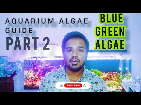 Blue Green Algae - Aquarium Algae guide