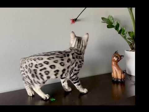 Silver bengal kitten plays and shows her clear coat