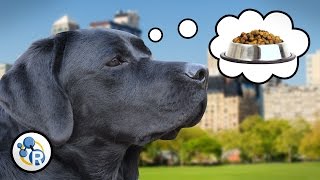Why Do Wet Dogs Stink? + Other Canine Chemistry