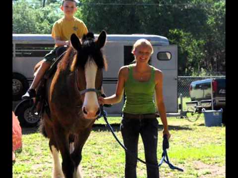 Help 5 Rescued Horses Become Therapy Animals